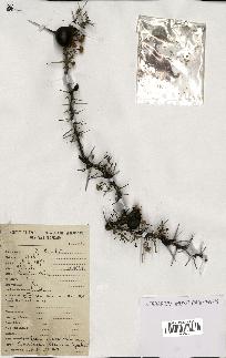 spécimen de Acacia drepanolobium