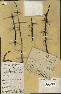 spécimen de Acacia tortilis