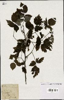 spécimen de Rubus idaeus