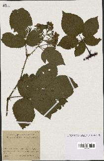 spécimen de Rubus hypomalacus