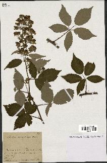 spécimen de Rubus candicans