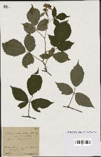 spécimen de Rubus melanoxylon