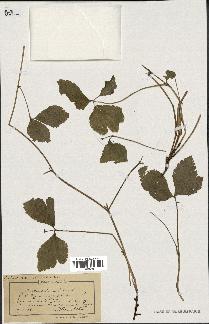 spécimen de Rubus saxatilis