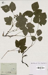 spécimen de Rubus saxatilis