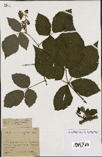 spécimen de Rubus macrophyllus