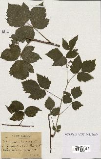 spécimen de Rubus caesius