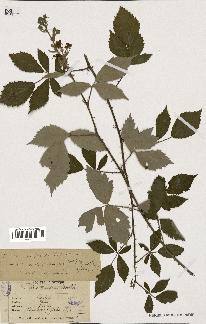 spécimen de Rubus tomentosus