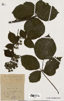 spécimen de Rubus villarsianus