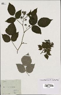 spécimen de Rubus idaeus