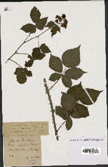 spécimen de Rubus caesius