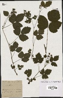 spécimen de Rubus ligerinus