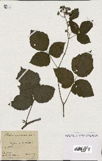 spécimen de Rubus spiculatus