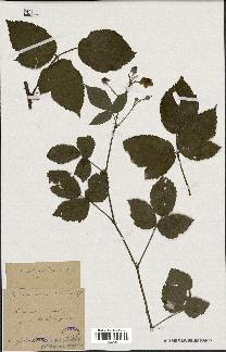 spécimen de Rubus spiculatus