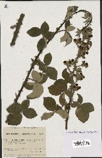 spécimen de Rubus collinus