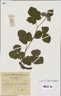 spécimen de Rubus caesius x thyrsoideus