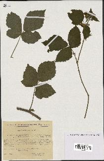 spécimen de Rubus thyrsoideus