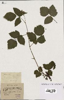 spécimen de Rubus caesius x idaeus