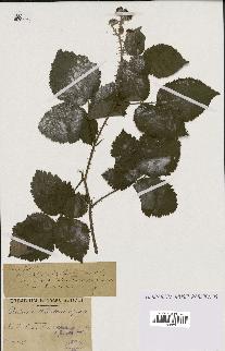 spécimen de Rubus callianthus