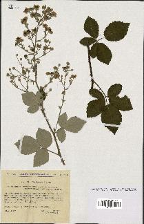 spécimen de Rubus thyrsanthus