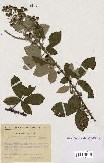 spécimen de Rubus nothus