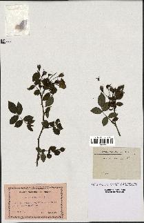 spécimen de Rosa sempervirens