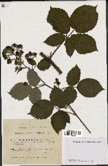 spécimen de Rubus radula