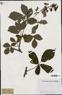 spécimen de Rubus radula