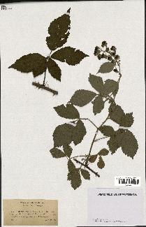 spécimen de Rubus radula