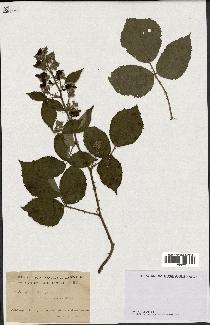 spécimen de Rubus radula