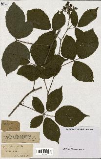 spécimen de Rubus radula