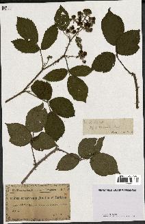 spécimen de Rubus ericetorum