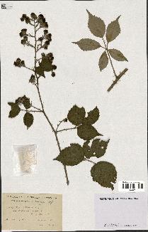 spécimen de Rubus radula