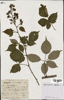 spécimen de Rubus radula