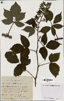 spécimen de Rubus radula