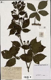 spécimen de Rubus radula