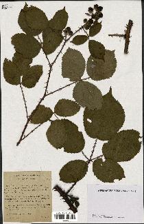 spécimen de Rubus pilocarpus