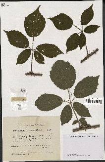 spécimen de Rubus pallidus