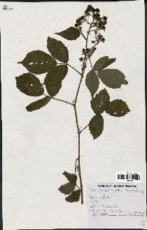 spécimen de Rubus pallidus