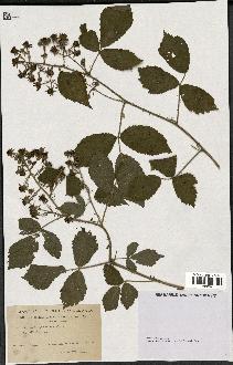 spécimen de Rubus pallidus