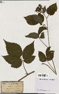 spécimen de Rubus pallidus