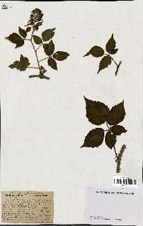 spécimen de Rubus pallidus