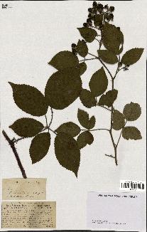 spécimen de Rubus pallidus