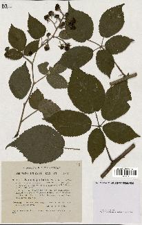 spécimen de Rubus pallidus