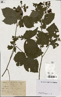 spécimen de Rubus pallidus