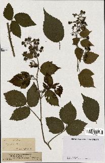 spécimen de Rubus pallidus