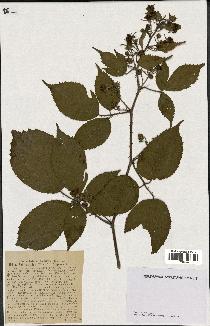 spécimen de Rubus pallidus