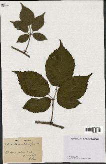 spécimen de Rubus pallidus