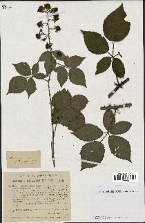 spécimen de Rubus godronii