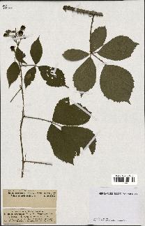 spécimen de Rubus argenteus