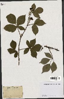 spécimen de Rubus argenteus